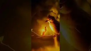 Udaas Bulbul Or Jugno ki Kahani for kiddz🐦🐦 #ai #trending #bulbul #kidz #cartoon #kidsworld#kidsmood