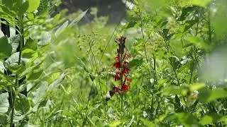 The Spy: A Poem by Cricket Corner Outdoors