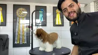 live 003 Tosa Bebe em Shih Tzu bebe 🐶✂️