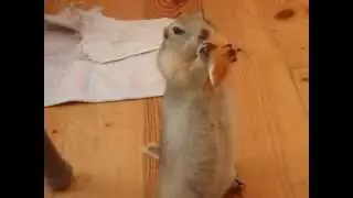 Richardson Ground Squirrel-Cute Pet Has Fun at Home