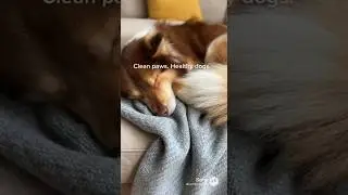 clean paws, healthy Dogs #dog #doghealth #fyp