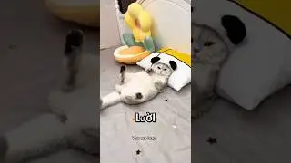 #funny #kitchen #comedy #fun #cat #cat #pets #shorts #short #trendingshorts