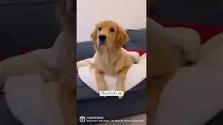 Dog head tilts to make you smile ✨ #dogshorts #shorts #crypto #funnydogs #headtilt #dog