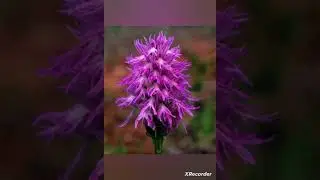 #flowerflower #nacked man orchid flower 🌼 🌸 😍
