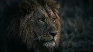Why Apex Predators Eventually Stop Hunting | The Hidden Cost of Survival