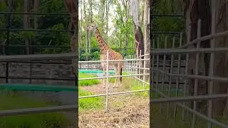 #bangalore #zoo #tour #days #check #playlist #youtube #channel #explore #youtubeshorts #content