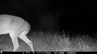 Browning Trail Cam: White-tailed Deer (adult male) 11/17/25 6:56am