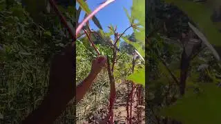 Longest Green & Red Okra 2022 #longestvegetable #guinessrecords #asianvegetable #okra
