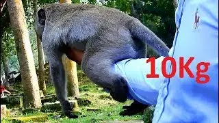 WOW ! Sweetpea so fat almost 10Kg weigh body| Team camera man play happy with Sweatpea.