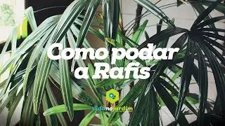 Como podar a Rafis