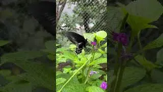 Unique Butterfly 🦋 | Blue Mormon Butterfly #shorts #ytshorts #butterfly #ytshortstrending #nature