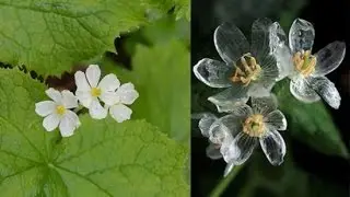 Beautiful &ldquo;Skeleton Flower&rdquo; Turns Transparent When It Rains-  Diphylleia grayi