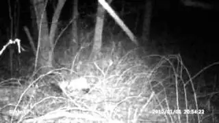 Bushnell Trophycam blackout video