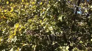 Just a Little Breeze In a Tree ASMR - With Gentle Piano Music