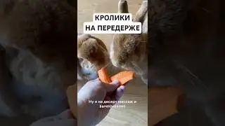 #милота #грызуны #rabbit #pets #bunny #кролик #зоогостиница