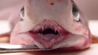 Most Rare Sharks In The World