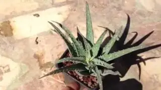 aloe sinkatana v  mirabalis