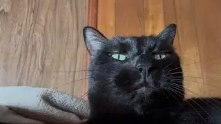 ワ~黒猫のくろちゃんKuro-chan the black cat yawns loudly