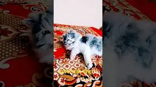 दुनिया का सबसे बड़ी खबर😸🐈😺#cat #catcute #cuteanimal