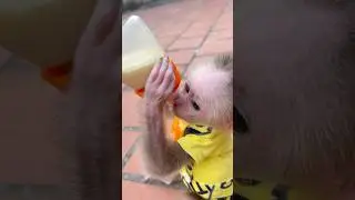 Milo Steals Milk Bottle 🤪🍼 #babymonkey
