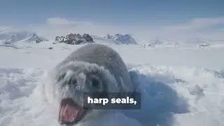 Amazing Harp Seal Facts You Need to Know! #harpseal #arcticanimal #facts #wildlife #nature