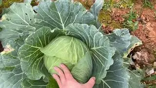 Thu hoạch dưa leo 🥒 trái vụ, tầm bóp -lồng đèn ăn rau 👈