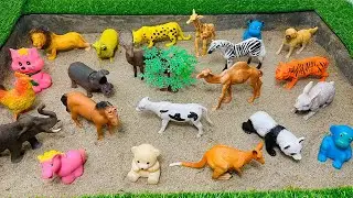 GIANT Animals for Kids! | How BIG Are They? | Wild Animal Facts