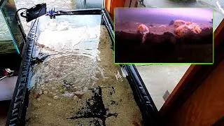 Sand Shrimp Project #9 (Big Move!)