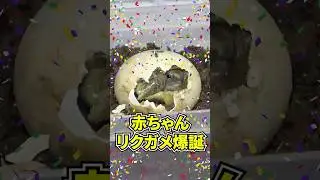 リクガメの赤ちゃんの孵化に成功しました！！