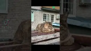встретила красавицу! #кошка #уличнаякошка #cat #outside #cutecat #bosscat #pov