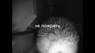 ёжик чихает но сильно