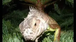 Iguana anatomy