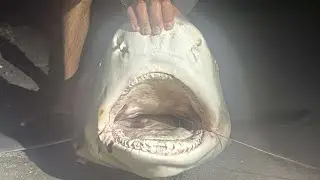 MASSIVE Lemon Shark Caught From Shore (Land Based Shark Fishing Juno Beach)