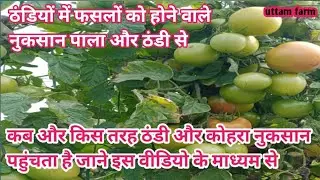 ठंडी और कोहरा पाला कैसे अपनी फसलों को करते हैं बर्बाद जाने इस वीडियो में/ होता है लाखों का नुकसान