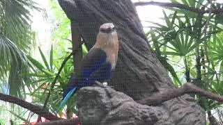 Spectacular Blue Bellied Roller with Eye Mask & Royal Blue Feathers at Central Florida Zoo! Sanford