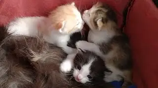 17 Days Old Kittens Are Growing Healthy Mother Cat Taking Good Care Of Them
