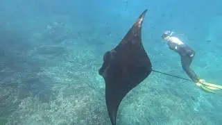 Zuhlke Camp 2025 Bali, Indonesia, Social Event - Snorkelling with Manta Rays