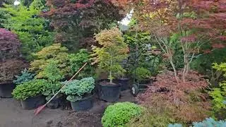 MOVING JAPANESE MAPLE TREES - WATCH MORE  @amazingmaples  CONTAINER GARDENING