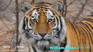 Tyger, Tyger