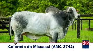 COLORADO DA MISSASSI (AMC 3742) - Touro Nelore ABS
