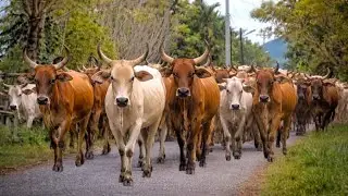 Herding Thousands of Cute, Tame Cows Roaming the Road - Cows Dancing. Cow Sounds. Cute Cows. Cows. 2