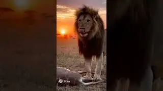 Rule of the Roar: King of the Jungle