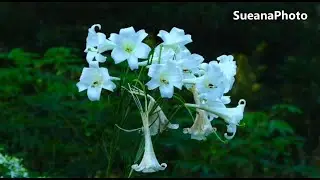 Various Beautiful Flowers-Sept. 2024-4K Video-Panasonic 2500/Canon R7/100-500mm