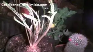 Time laps video of Florida Coontie