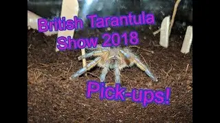 British Tarantula Society Expo 2018 PICKUPS!!!