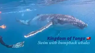 Swim with Baby Humpback Whales in Tonga 🇹🇴 #Holiday #Tropical #혹등고래 #프리다이빙 #고래투어 #다이빙투어