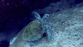 The Resident Turtle - Northern Beaches Sydney