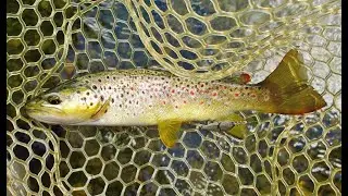 More fast water trout