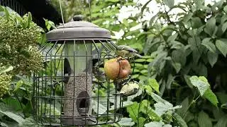 Bluetits on the Apple feeder