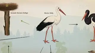 Przyrodnik na tropie: Bocian biały (2019) Program Przyrodniczy PL